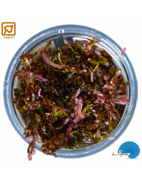 Rotala Rotundifolia 'Blood Red'
