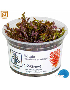 Rotala Rotundifolia 'Blood Red'