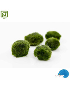 MOSS ALGAE BALL