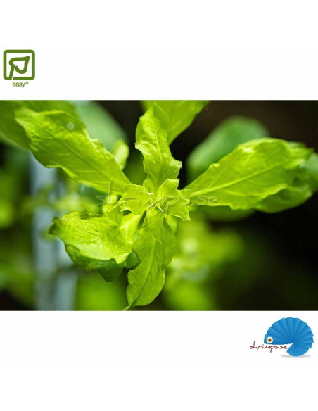 Ludwigia palustris 'Green'