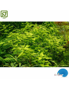 Ludwigia palustris 'Green' 2