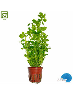 Ludwigia palustris 'Green'