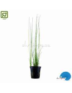 Eleocharis montevidensis