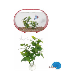 Zoo Med - Betta Plant Philo 2
