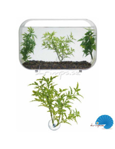 Zoo Med - Betta Plant Maple Leaf 2