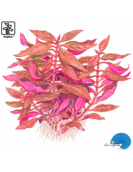 Alternanthera reineckii 'Rosanervig'