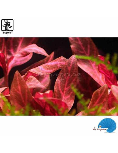 Alternanthera reineckii 'Rosanervig'