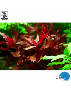 Alternanthera reineckii 'Rosanervig' 2