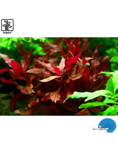 Alternanthera reineckii 'Rosanervig'