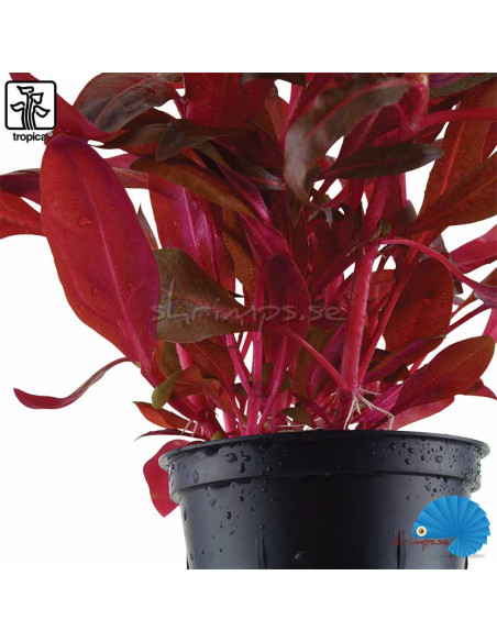 Alternanthera reineckii 'Rosanervig'