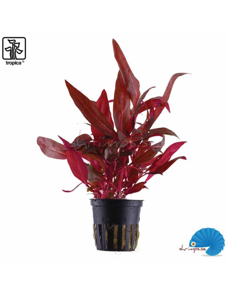 Alternanthera reineckii 'Rosanervig'