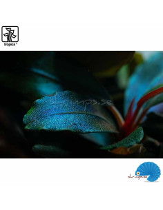 Bucephalandra sordidula 'Blue' 2