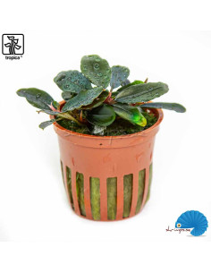 Bucephalandra sordidula 'Blue'