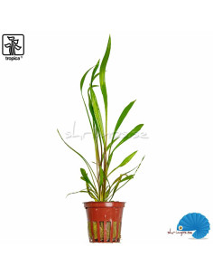 Cryptocoryne spiralis 'Red'