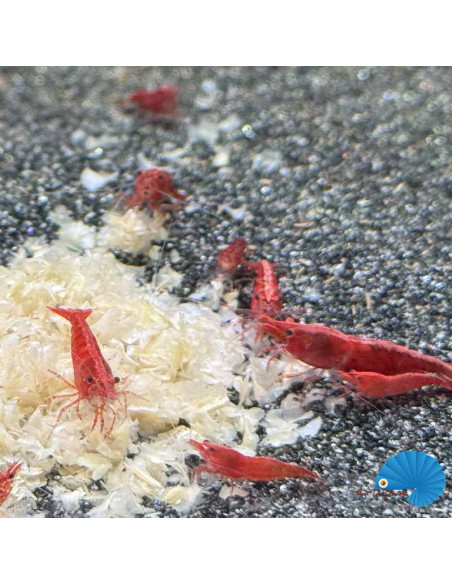 Snowflakes - Red Neocaridina
