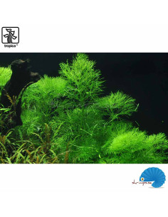Limnophila aquatica in-vitro 2