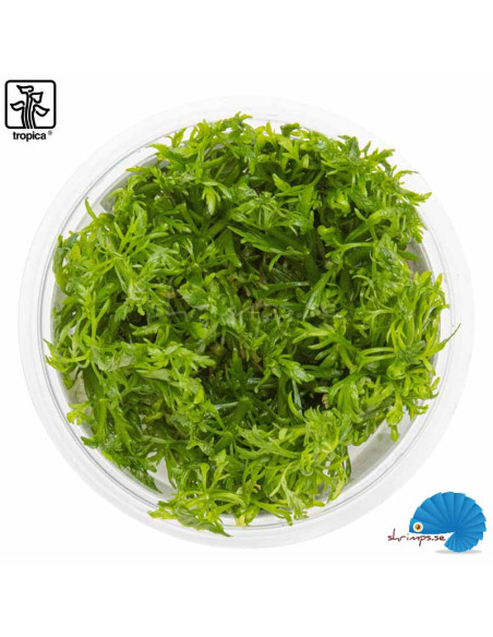 Limnophila aquatica in-vitro