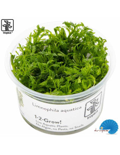 Limnophila aquatica in-vitro