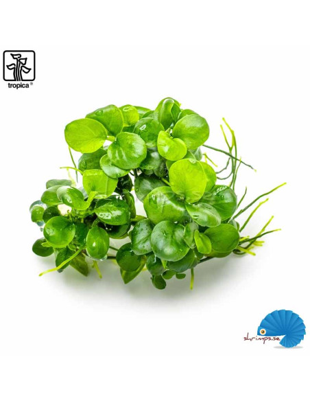 Anubias barteri 'Mini coin' - (1-2-Grow)