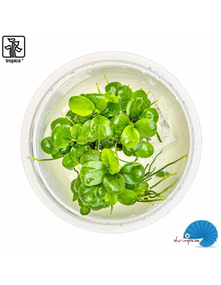 Anubias barteri 'Mini coin' - (1-2-Grow)