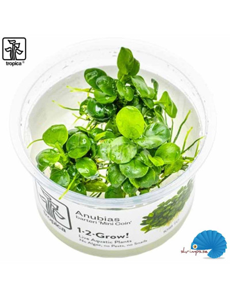 Anubias barteri 'Mini coin' - (1-2-Grow)