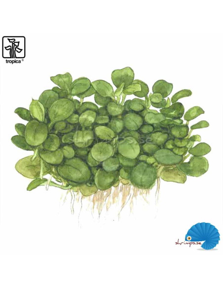 Anubias barteri 'Mini coin' - (1-2-Grow)