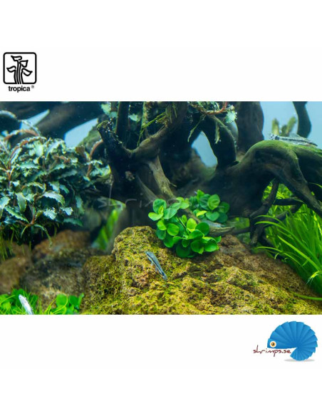 Anubias barteri 'Mini coin' - (1-2-Grow)