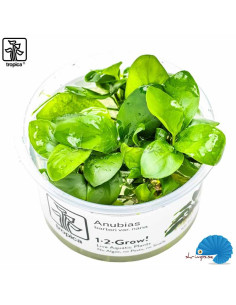Anubias bateri nana - (1-2-Grow)