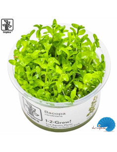 Bacopa caroliniana (1-2-Grow)