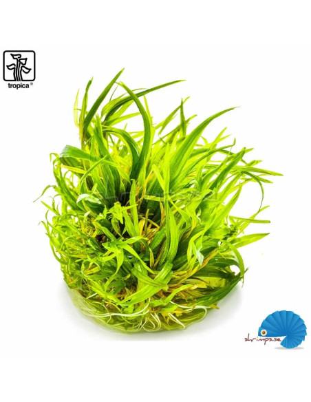 Blyxa japonica (1-2-Grow)