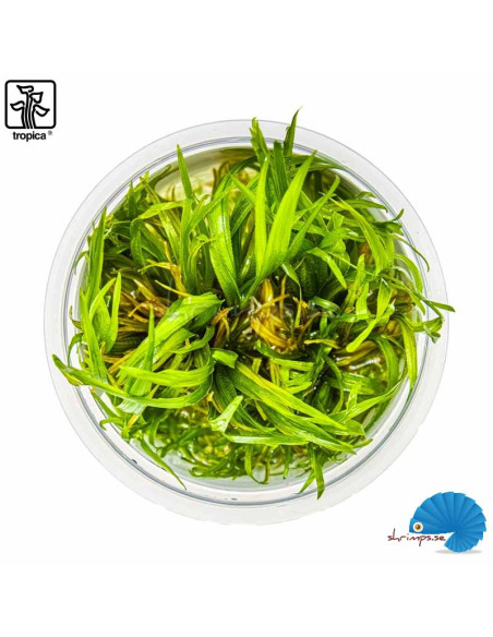 Blyxa japonica (1-2-Grow)