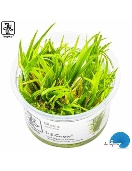 Blyxa japonica (1-2-Grow)