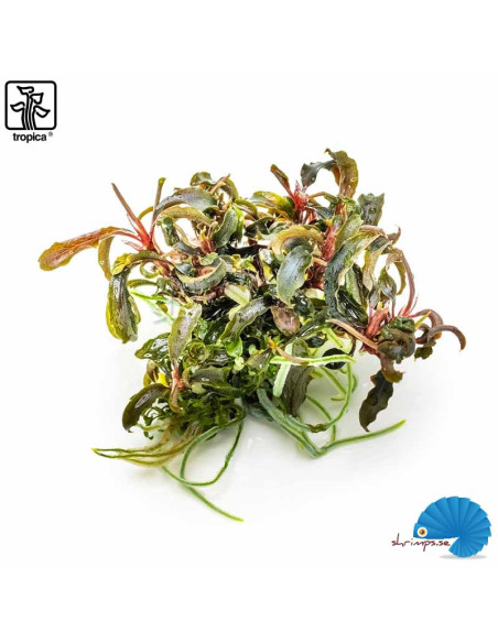 Bucephalandra 'Kedagang' (1-2-Grow)