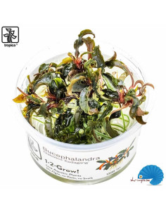 Bucephalandra 'Kedagang' (1-2-Grow)