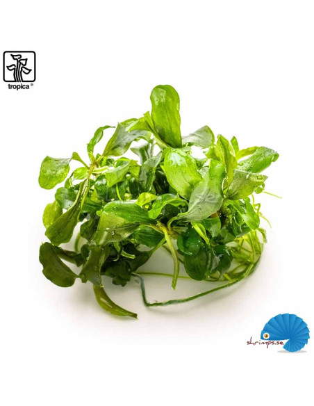 Bucephalandra pygmea 'Bukit Kelam' - (1-2-Grow)