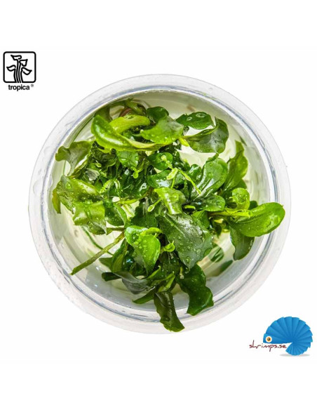 Bucephalandra pygmea 'Bukit Kelam' - (1-2-Grow)