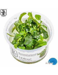 Bucephalandra pygmea 'Bukit Kelam' - (1-2-Grow)