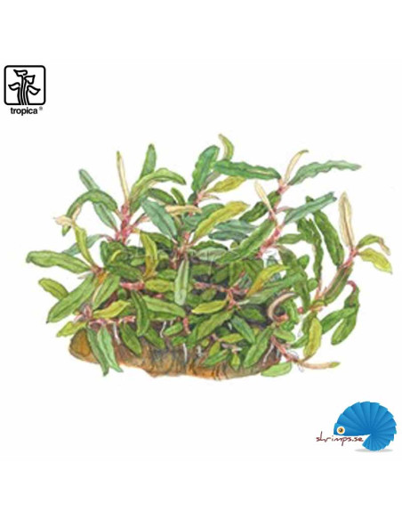 Bucephalandra sp. needle leaf - (1-2-Grow )