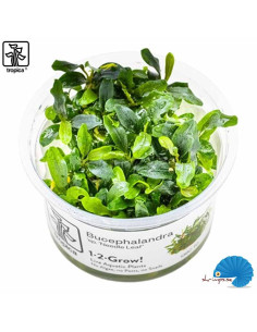 Bucephalandra sp. needle leaf - (1-2-Grow )