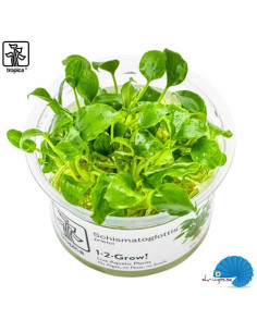 Schismatoglottis Prietoi (1-2-Grow)