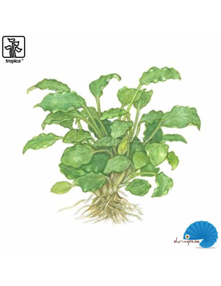 Schismatoglottis Prietoi (1-2-Grow)