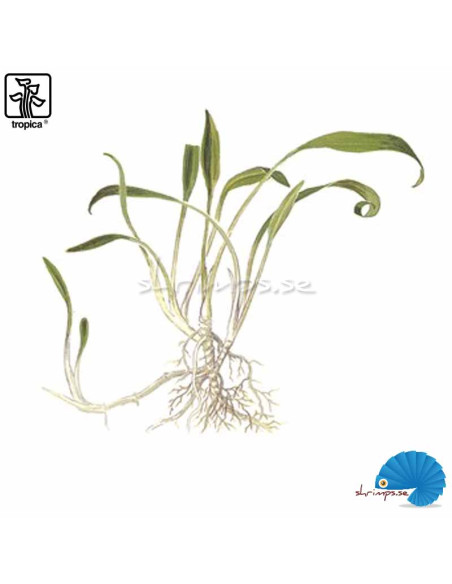 Cryptocoryne parva - (1-2-Grow)