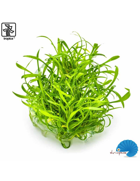 Cryptocoryne parva - (1-2-Grow)