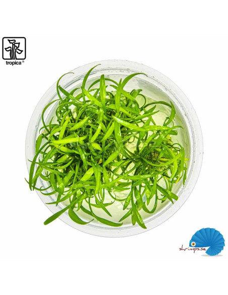 Cryptocoryne parva - (1-2-Grow)