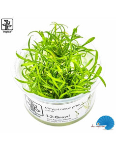 Cryptocoryne parva - (1-2-Grow)