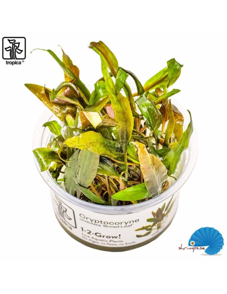 Cryptocoryne Undulata "Broad Leaf" (1-2-Grow)