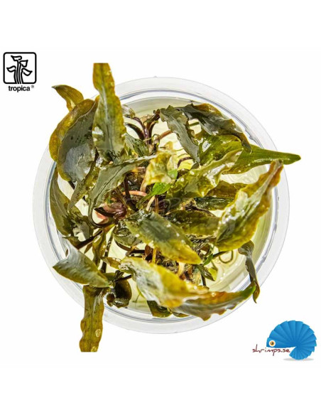 Cryptocoryne wendtii 'Mi Oya' - (1-2-Grow)