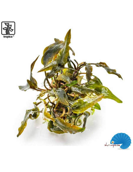 Cryptocoryne wendtii 'Mi Oya' - (1-2-Grow)