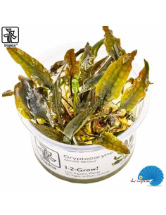 Cryptocoryne wendtii 'Mi Oya' - (1-2-Grow)