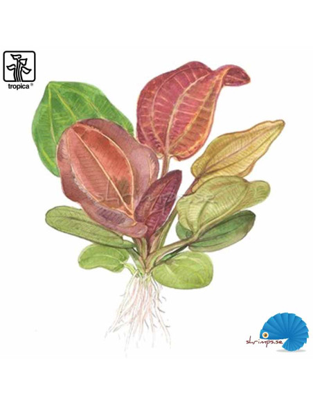 Echinodorus 'Reni' (1-2-Grow)